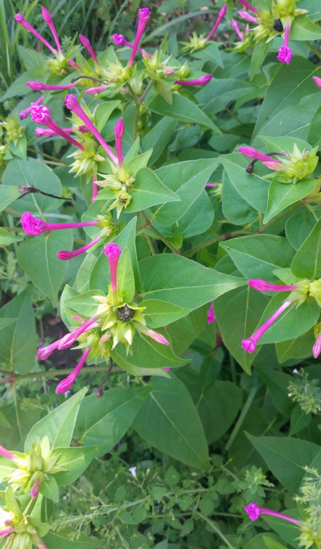 Bella di notte?  S,  Mirabilis jalapa (Nyctaginaceae)